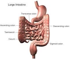 intestine use
